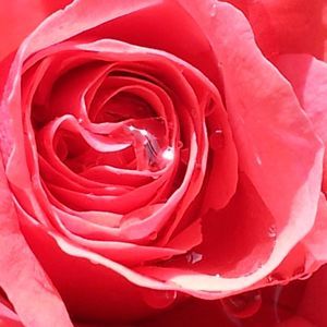 Meet your Posher, Rose